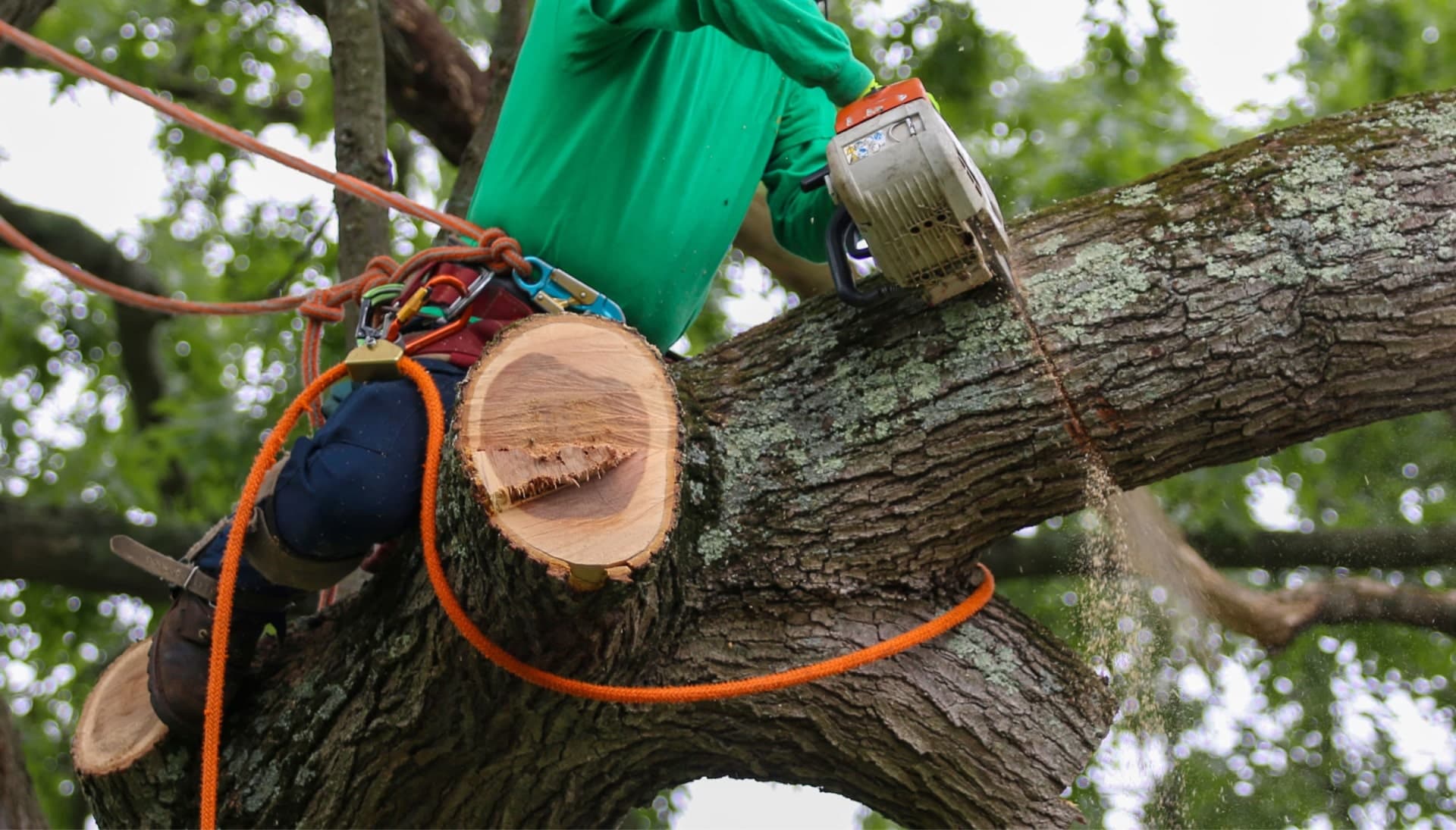 Shed your worries away with best tree removal in Orange County