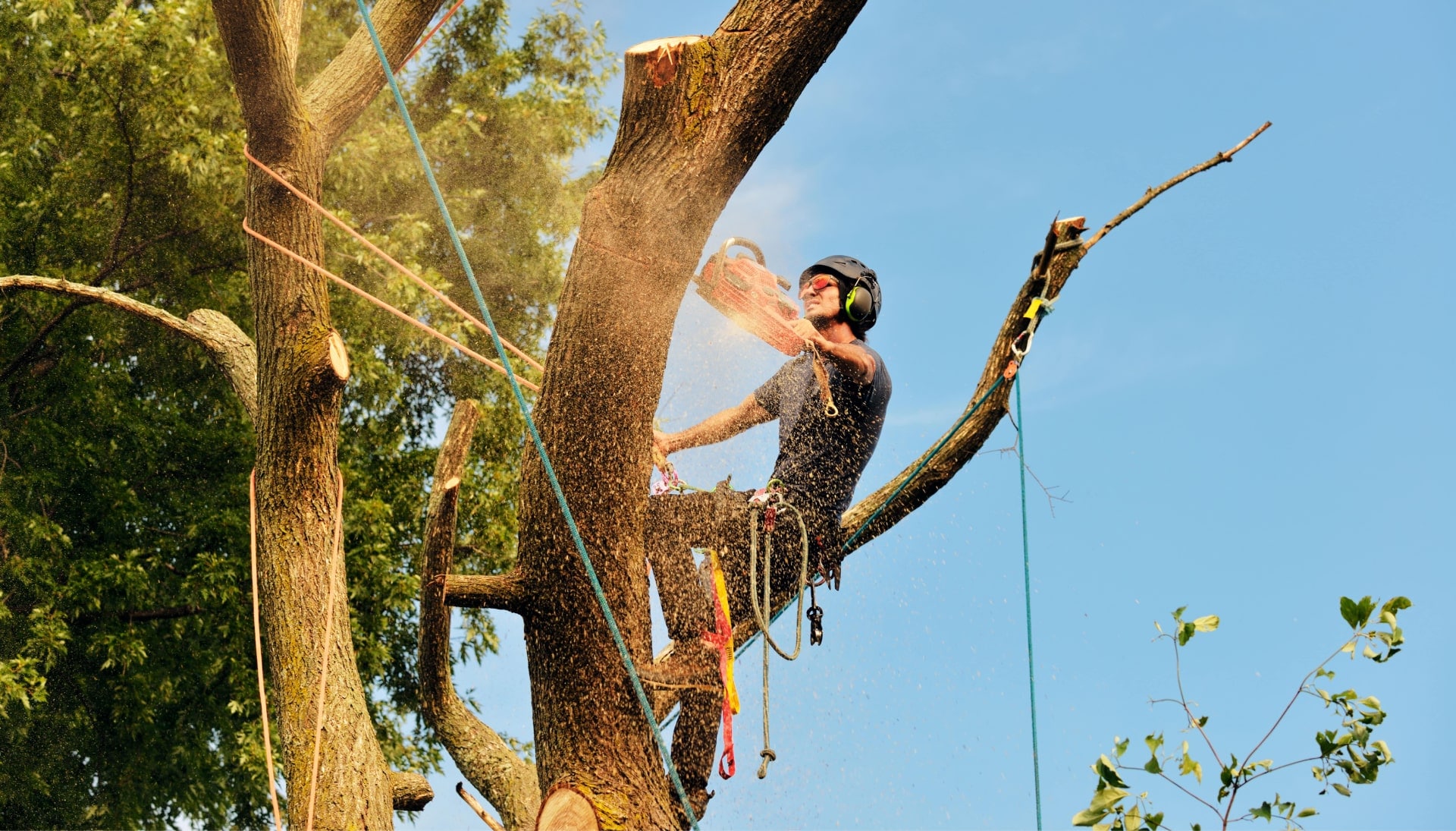 Get rid of tree problems with the expert tree removal contractors in Orange County