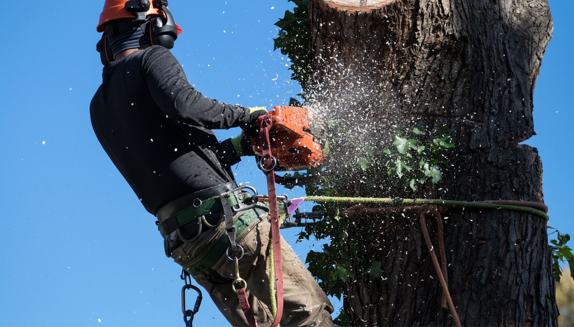 Professional Tree removal solutions in Orange County