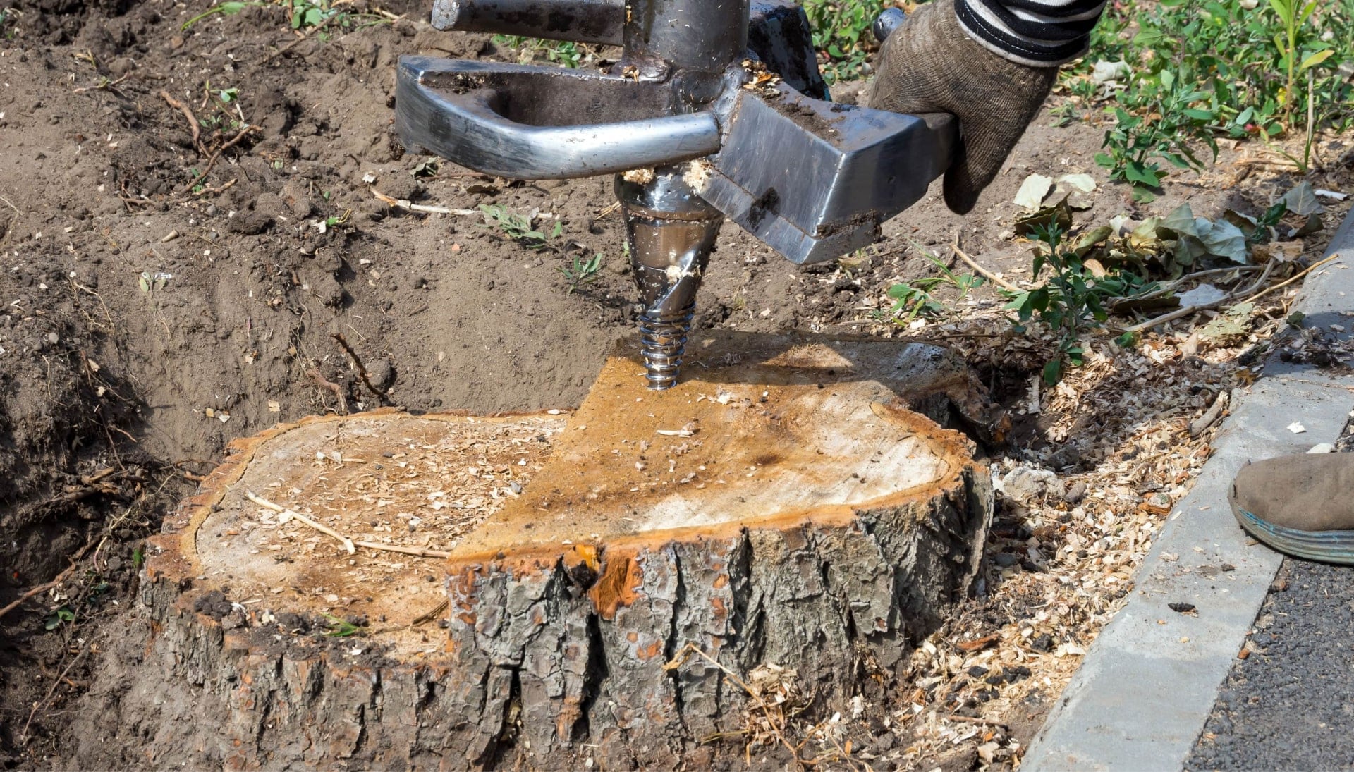 Orange County Tree stump removal